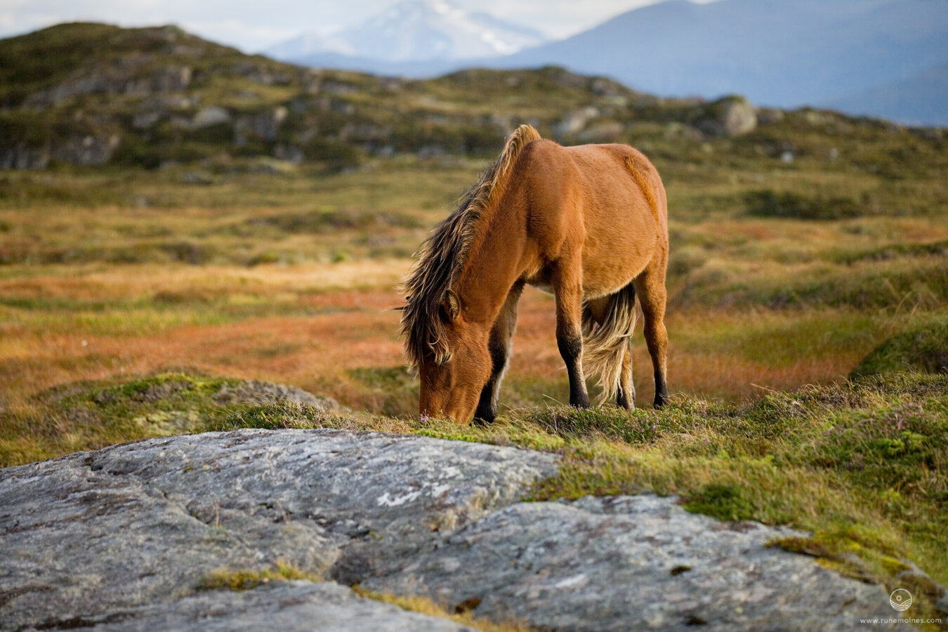 Autumn Pastures