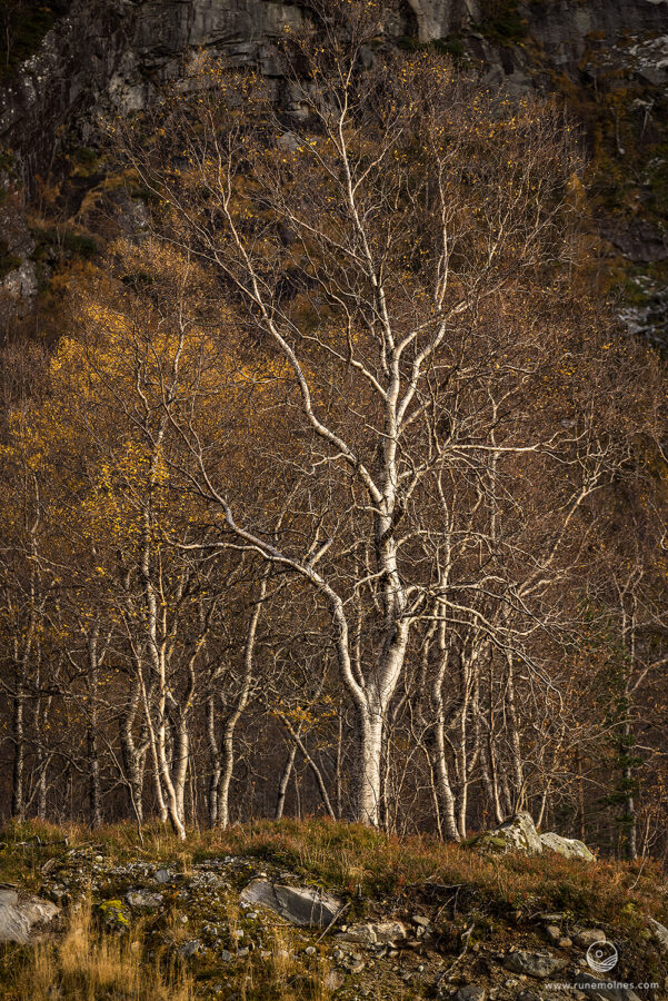 End Of Autumn II