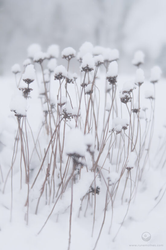 Botanisk Hage Vinter