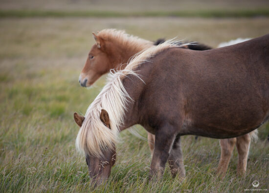 Icelandic Horse IV