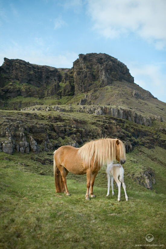 Icelandic Horse